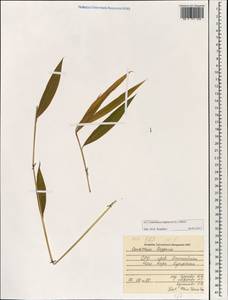 Centotheca lappacea (L.) Desv., Зарубежная Азия (ASIA) (Вьетнам)