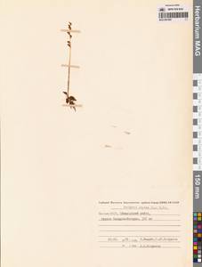 Гудайера ползучая (L.) R.Br., Сибирь, Якутия (S5) (Россия)