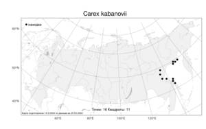 Carex kabanovii, Осока Кабанова V.I.Krecz., Атлас флоры России (FLORUS) (Россия)