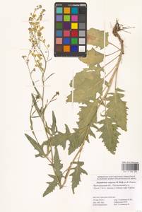 Гулявник волжский M.Bieb. ex E.Fourn., Восточная Европа (без точных пунктов) (E0)