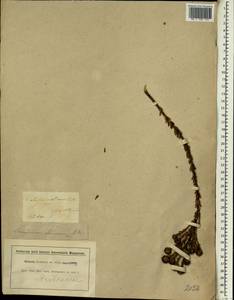 Leucadendron levisanus (L.) P.J. Bergius, Африка (AFR) (ЮАР)