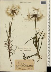 Козлобородник сомнительный Scop., Крым (KRYM) (Россия)