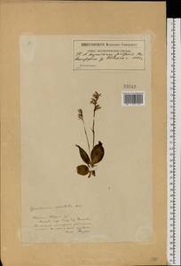 Hemipilia cucullata (L.) Y.Tang, H.Peng & T.Yukawa, Восточная Европа, Северо-Западный район (E2) (Россия)