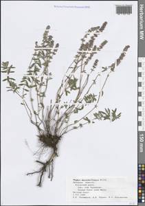 Thymus pannonicus All., Восточная Европа, Центральный лесостепной район (E6) (Россия)