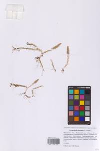 Плаунок топяной, Плаун топяной (L.) Holub, Восточная Европа, Московская область и Москва (E4a) (Россия)