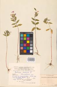 MHA 0 154 259, Пикульник ладанниковый L., Восточная Европа, Западно-Украинский район (E13) (Украина)