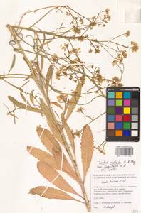 Вайда ребристая C.A.Mey., Восточная Европа, Нижневолжский район (E9) (Россия)