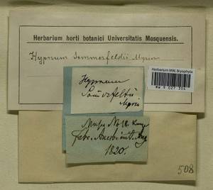 Campylophyllopsis sommerfeltii (Myrin) Ochyra, Гербарий мохообразных, Мхи - Центральное Нечерноземье (B6) (Россия)