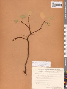 Ива Алексея Скворцова A.P.Khokhr., Сибирь, Чукотка и Камчатка (S7) (Россия)