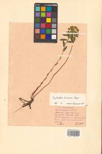 Молочай рощевый Rupr., Сибирь, Дальний Восток (S6) (Россия)