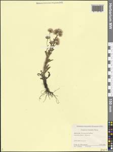 Erigeron acris subsp. acris, Кавказ, Дагестан (K2) (Россия)