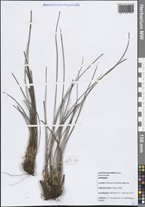 Anarthria gracilis R.Br., Австралия и Океания (AUSTR) (Австралия)