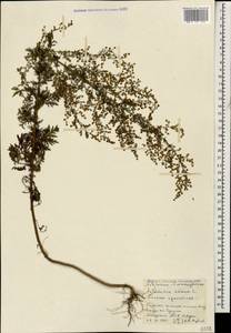 Полынь однолетняя L., Кавказ, Абхазия (K4a) (Абхазия)