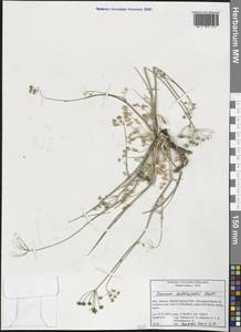 Carum heldreichii Boiss., Западная Европа (EUR) (Италия)