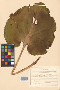 Связноплодник почколистный Schott ex Tzvelev, Сибирь, Дальний Восток (S6) (Россия)