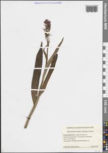 Пальчатокоренник балтийский (Klinge) H.Sund., Восточная Европа, Западный район (E3) (Россия)