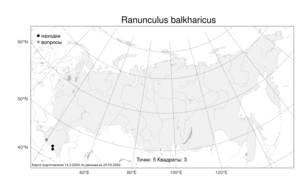 Ranunculus balkharicus, Лютик балкарский N. Busch, Атлас флоры России (FLORUS) (Россия)