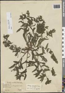 Нонея желтая (Desr.) DC., Восточная Европа, Нижневолжский район (E9) (Россия)