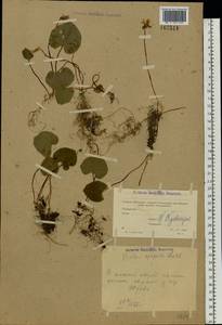 Фиалка лысая Ledeb., Восточная Европа, Московская область и Москва (E4a) (Россия)