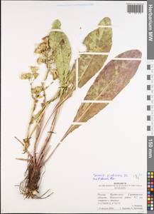 Jacobaea racemosa subsp. kirghisica (DC.) Galasso & Bartolucci, Восточная Европа, Нижневолжский район (E9) (Россия)