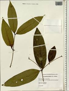 Сизигиум ямбоз (L.) Alston, Зарубежная Азия (ASIA) (Вьетнам)