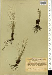 Carex capillifolia (Decne.) S.R.Zhang, Кавказ, Южная Осетия (K4b) (Южная Осетия)