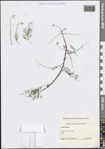 Гребенщик многоветвистый, Гребенщик ветвистый Ledeb., Кавказ, Азербайджан (K6) (Азербайджан)