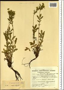 Лапчатка кровохлебковая Willd. ex Schltdl., Сибирь, Чукотка и Камчатка (S7) (Россия)