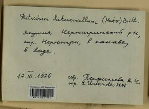 Flexitrichum flexicaule (Schwägr.) Ignatov & Fedosov, Гербарий мохообразных, Мхи - Якутия (B19) (Россия)