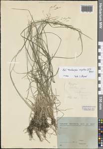 Щучка дернистая (L.) P.Beauv., Восточная Европа, Северо-Западный район (E2) (Россия)