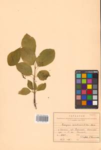 Бересклет сахалинский (F.Schmidt) Maxim., Сибирь, Дальний Восток (S6) (Россия)
