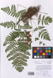 Щитовник картузианский, Щитовник шартрский (Vill.) H.P.Fuchs, Восточная Европа, Московская область и Москва (E4a) (Россия)