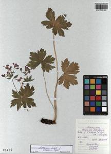 KUZ 000 260, Герань белоцветковая Ledeb., Сибирь, Алтай и Саяны (S2) (Россия)