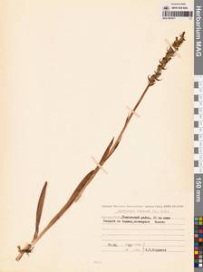 Кокушник длиннорогий (L.) R.Br., Сибирь, Якутия (S5) (Россия)