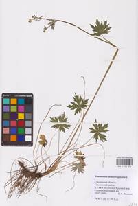 Ranunculus acris subsp. acris, Восточная Европа, Западный район (E3) (Россия)