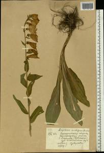 Наперстянка крупноцветковая Mill., Восточная Европа, Западно-Украинский район (E13) (Украина)