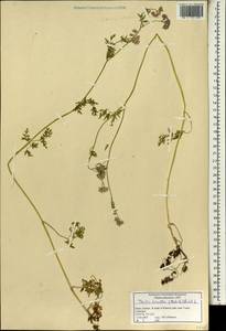 Torilis tenella (Delile) Rchb. fil., Зарубежная Азия (ASIA) (Израиль)