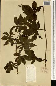 Magnoliopsida, Африка (AFR) (Португалия)