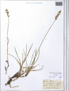 Arctopoa tibetica (Munro ex Stapf) Prob., Средняя Азия и Казахстан, Северный и Центральный Тянь-Шань (M4) (Казахстан)