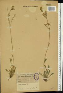 Смолевка поникшая L., Восточная Европа, Северо-Западный район (E2) (Россия)