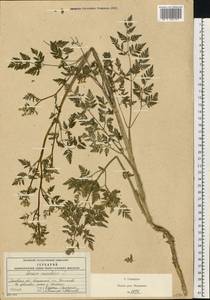 Болиголов крапчатый, Болиголов пятнистый L., Восточная Европа, Московская область и Москва (E4a) (Россия)
