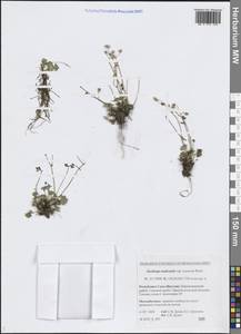 Камнеломка голостебельная (D.Don) Gornall & H.Ohba, Сибирь, Якутия (S5) (Россия)