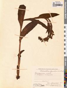 Любка ландышелистная (Fisch. ex Lindl.) Lindl., Сибирь, Чукотка и Камчатка (S7) (Россия)