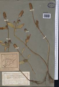 Черноголовка обыкновенная L., Средняя Азия и Казахстан, Памир и Памиро-Алай (M2) (Таджикистан)