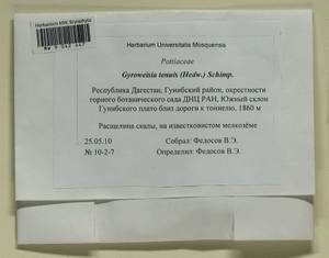 Gyroweisia tenuis (Hedw.) Schimp., Гербарий мохообразных, Мхи - Северный Кавказ и Предкавказье (B12) (Россия)