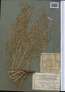 Lactuca orientalis subsp. orientalis, Средняя Азия и Казахстан, Памир и Памиро-Алай (M2) (Таджикистан)