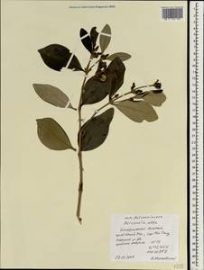 Avicennia marina subsp. marina, Зарубежная Азия (ASIA) (Вьетнам)