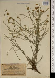 Василек овечий Pall. ex Willd., Кавказ, Азербайджан (K6) (Азербайджан)
