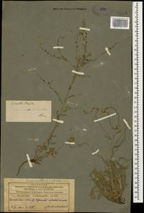 Липучка бородчатая (M.Bieb.) Menyh., Кавказ, Азербайджан (K6) (Азербайджан)