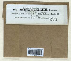 Porella platyphylla (L.) Pfeiff., Гербарий мохообразных, Мхи - Западная Европа (BEu) (Германия)